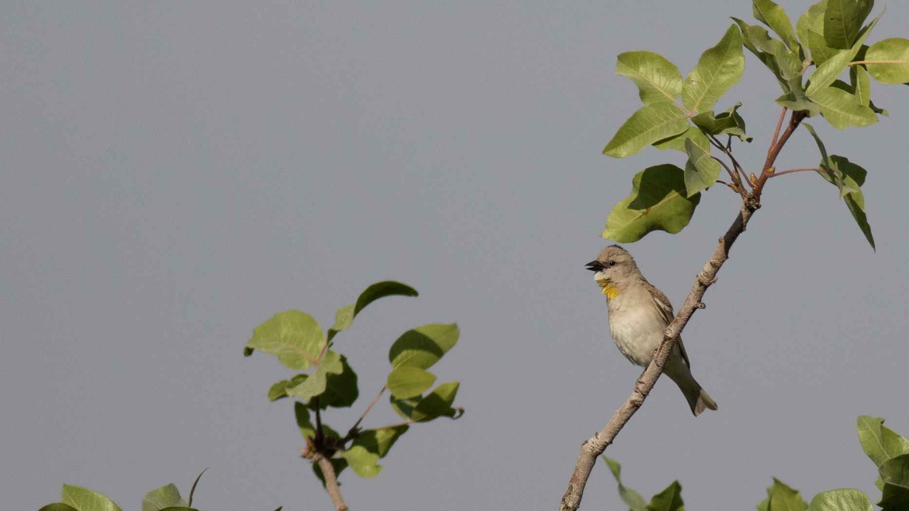 Yellow-throated Sparrow